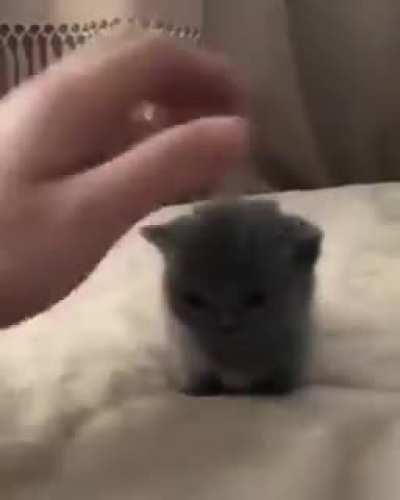 Smol as heck