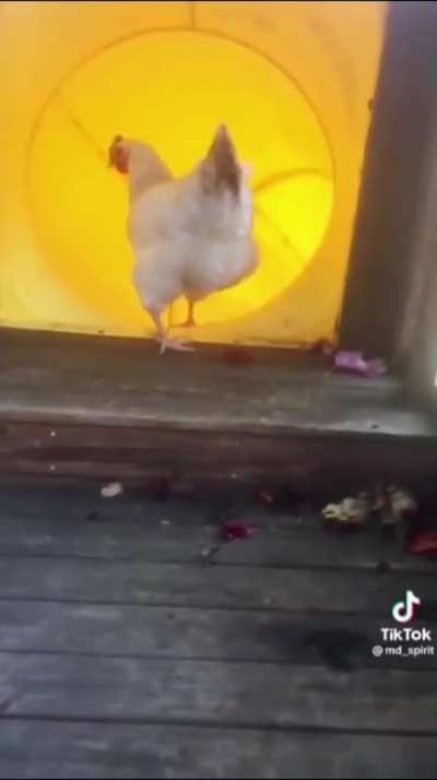 Curiosity killed the Cock (Hen)