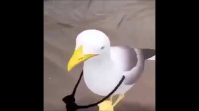 Pajaro bailando el sonidito😳👌🏻 (pongo pajaro porque luego llega la gente sin atencion en su casa a decirme que no es gaviota, que es pichon o algun otra ave)