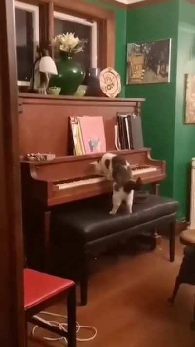 Cat.