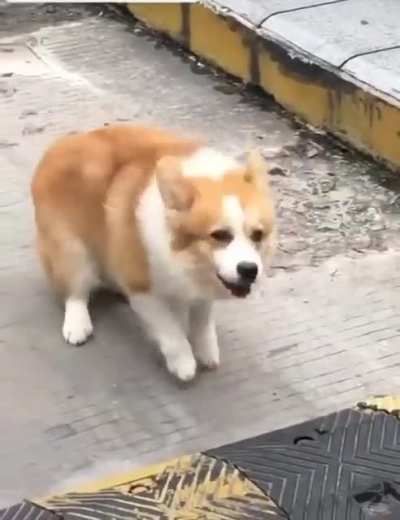 He do be vibin doe