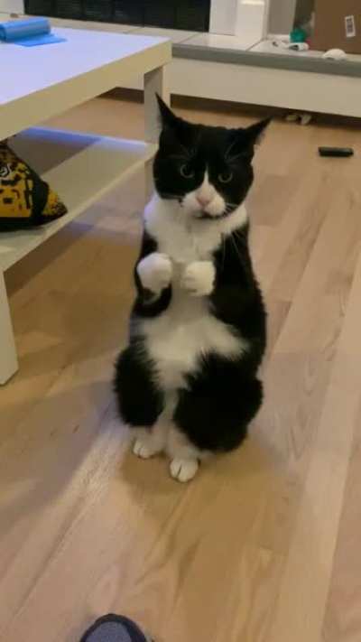 touch tha paws