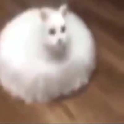 Cursed_cat