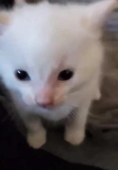 hi