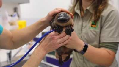 A happy baby platypus gets a clean bill of health