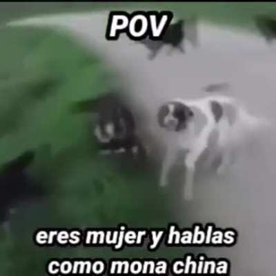 Xd