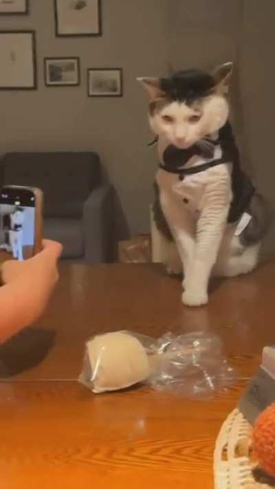 what the cat doin 🐈