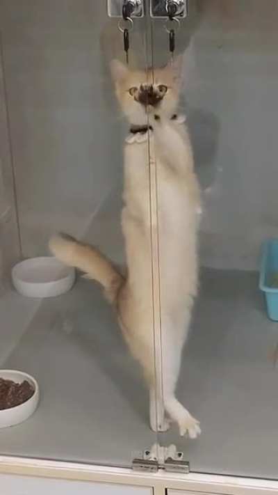 Грациозная котя
