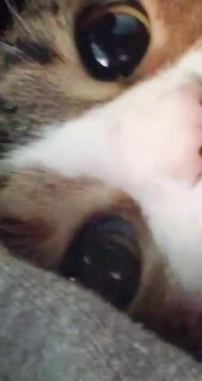 Fat Cat, the expert beggar