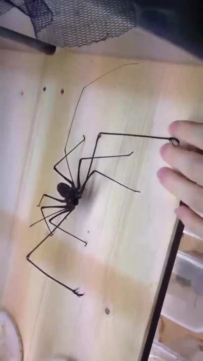 Some spiders don&rsquo;t bite, they whip.