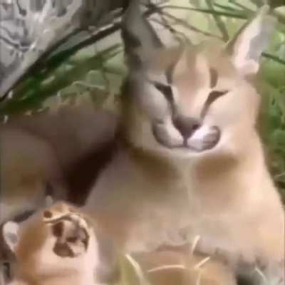 Aaaaaaa