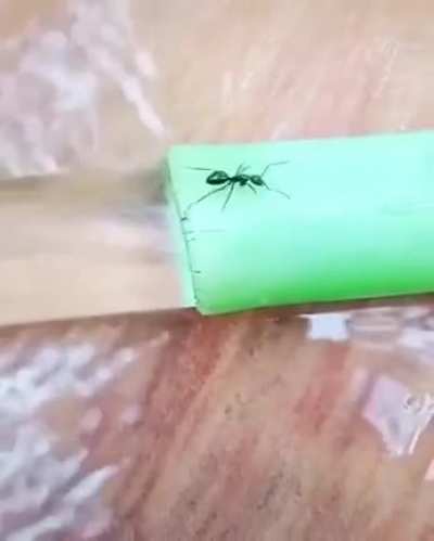 Ants deleted scene.