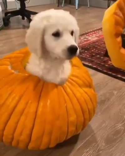 Hello there hooman