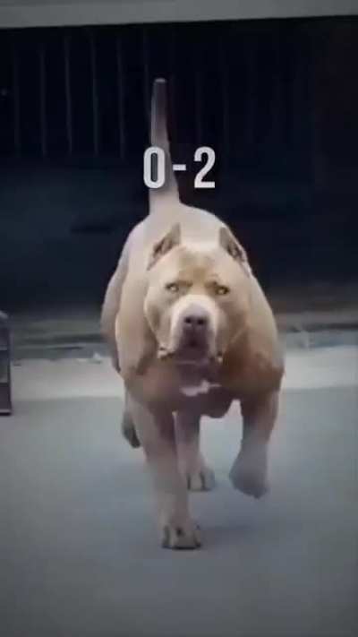 If you libtards are so afraid of pitbulls mauling your babies then don't bring the babies near them?
