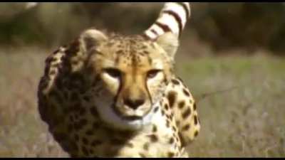 Pronghorn and Miracinonyx (Lived act cheetah) also my fav episode of the documentary