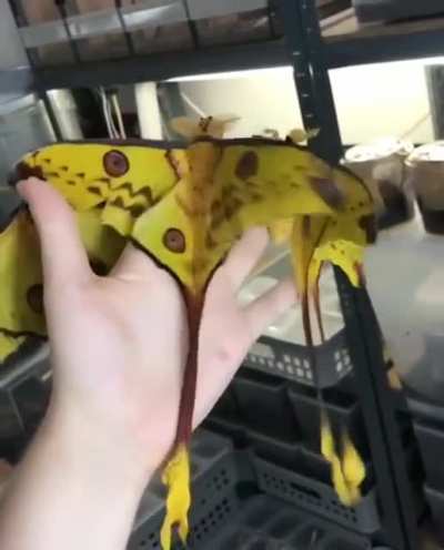 🔥 Lunar moths