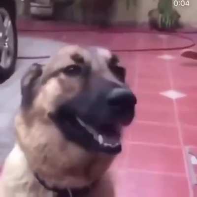 MAAU - Video #2844
