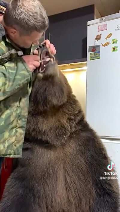 We need to domesticate bears!