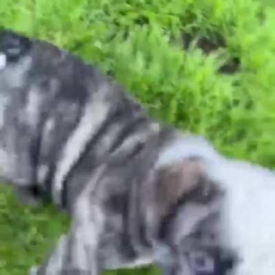 Our puppy bulldog