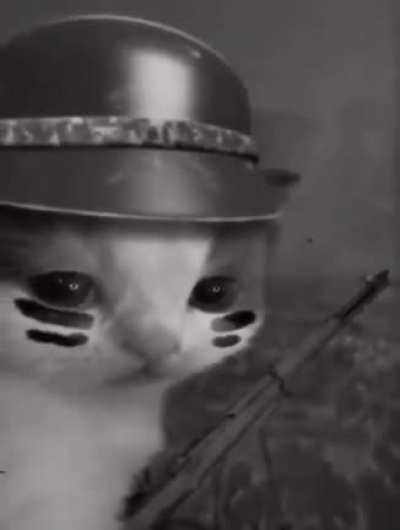 Cat &eth;