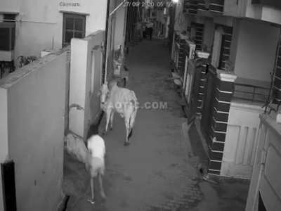 Running towards a bull