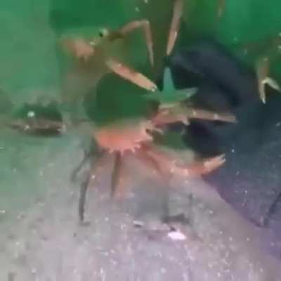 Crab👍