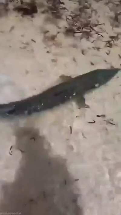 Welp