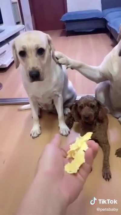 Snitch dog 🐕
