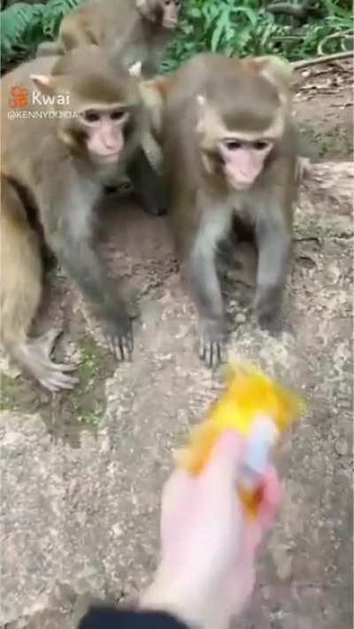Festa dos mamacos