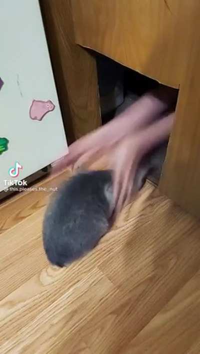 That Cat was Too Curious