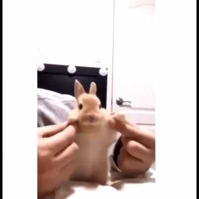 🐰