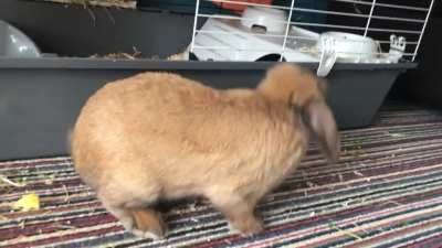 This is Dasher 🐰