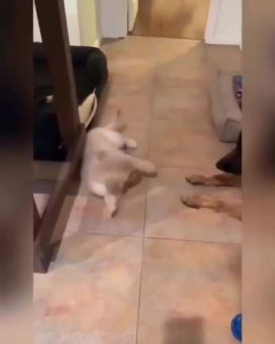 If you give a dog a puppy...