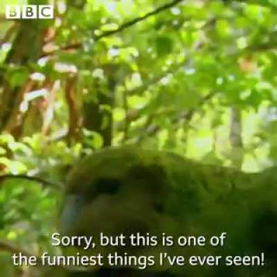Wordington Parrot