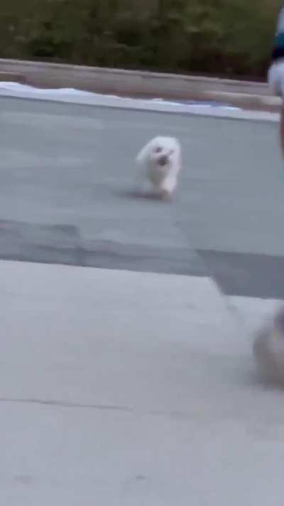 sCaReD ciViLiAN teRRoRiZeD bY ViCiOuS wHiTE bEaST
