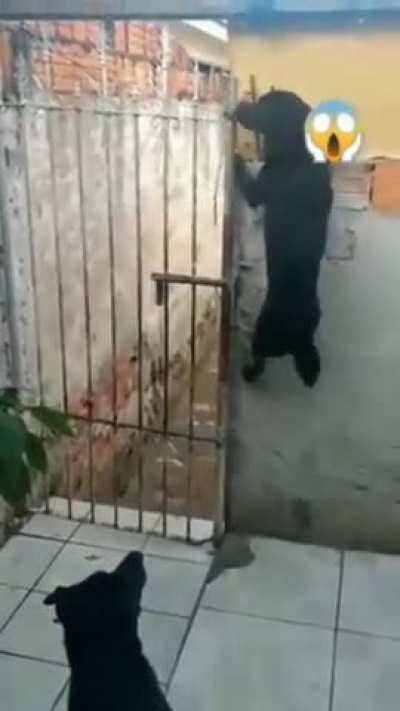 To outsmart the dogs...