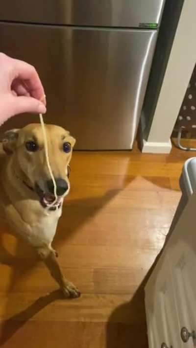 Snoot vs spagoot