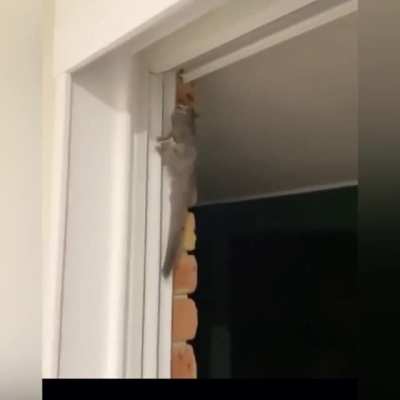 Be free my little frend. Sorry if it&rsquo;s a repost