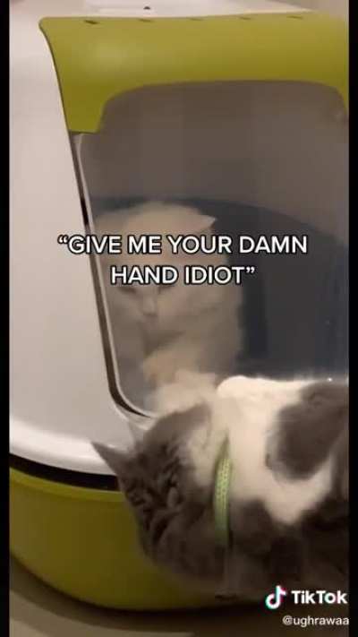 Cat "trapped" inside the litterbox