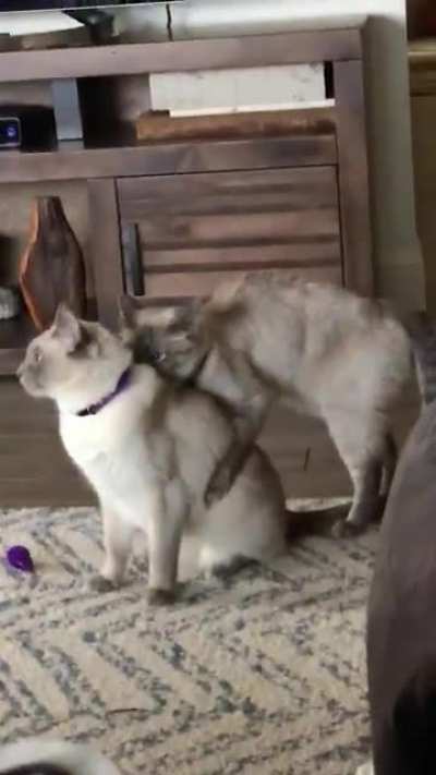 Does anyone know what my cats are doing? They&rsquo;re brothers fwiw.