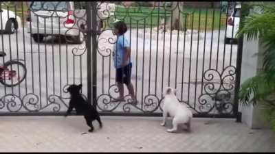 Kid showing some moves to the dogs.