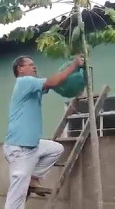 I can take out a wasp&rsquo;s nest with my bare hands