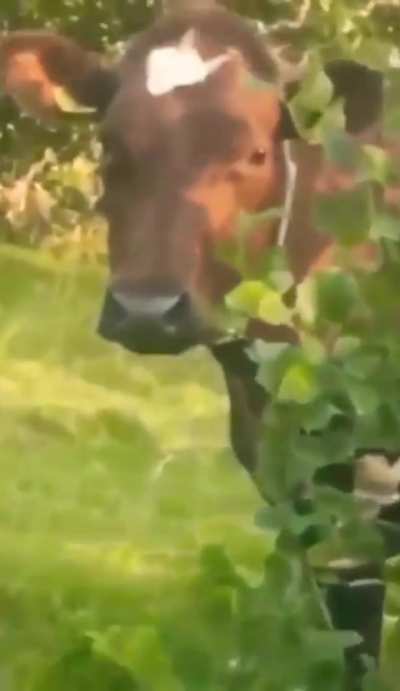 Screaming cow