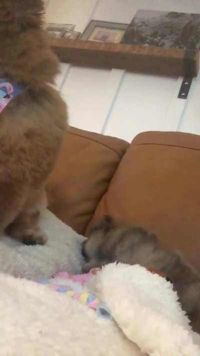 Throw back video of Maya and Sophia on the first day together. 😀🌺🥰🌷🐾🐾🐾💝💝💝