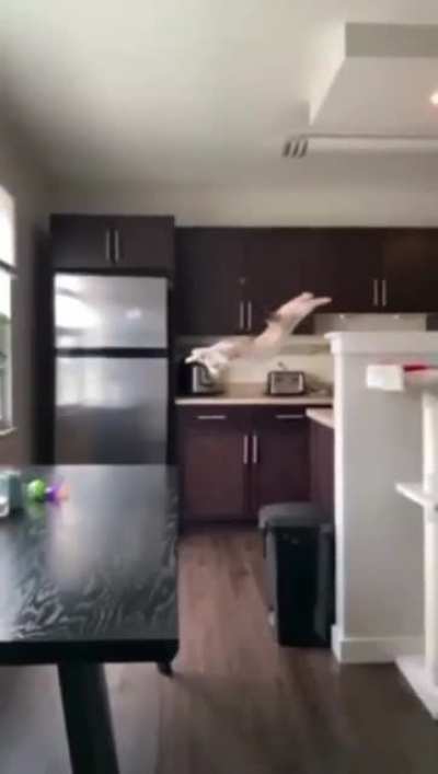 To jump on the table