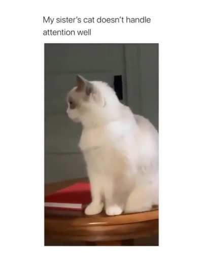 Cat.exe crashes, causing alarm