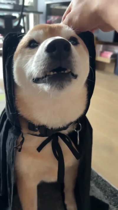 "The doge who lived"