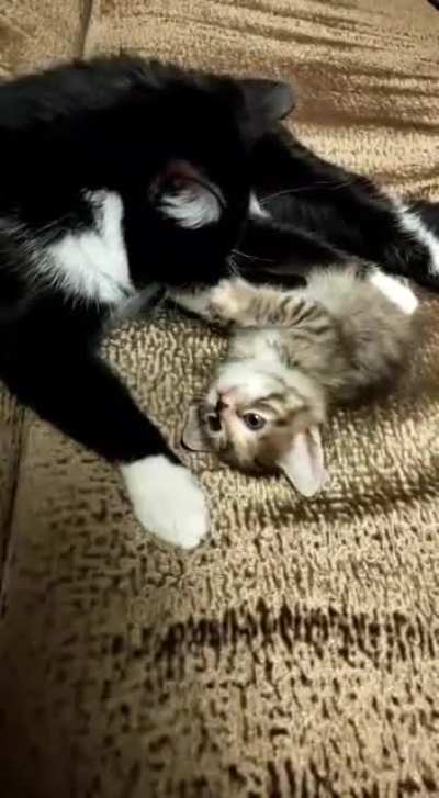 One of our cats adopted an abandoned kitten i found on a street