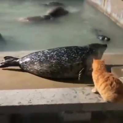 Slap