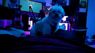 Smol pupper
